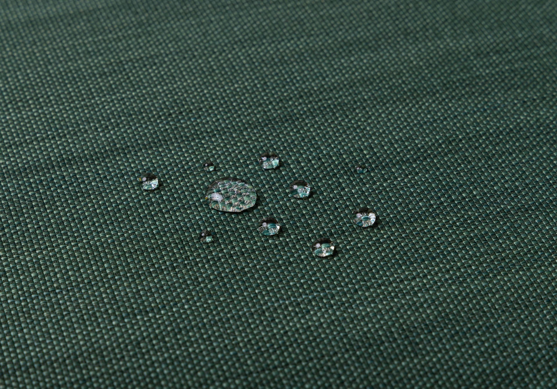 Yucca - Image 4